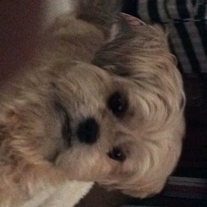 Meet your Posher, Sheila